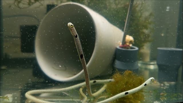 Quarantine tank. Heteroconger hassi, Zanclus cornutus, Chaetodon trifasciatus, Labroides dimidiatus смотреть онлайн