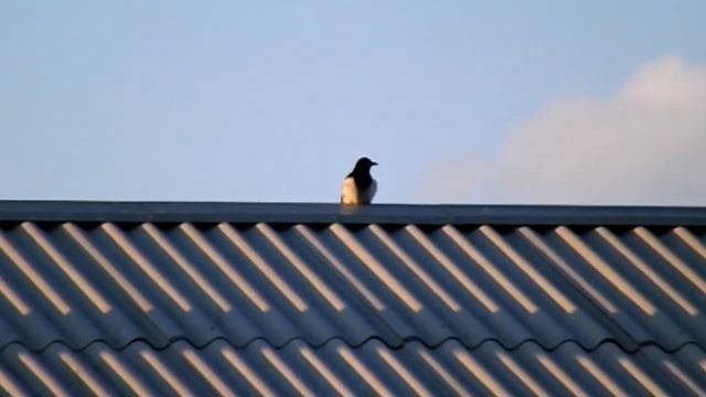 Сорока на крыше смотреть онлайн