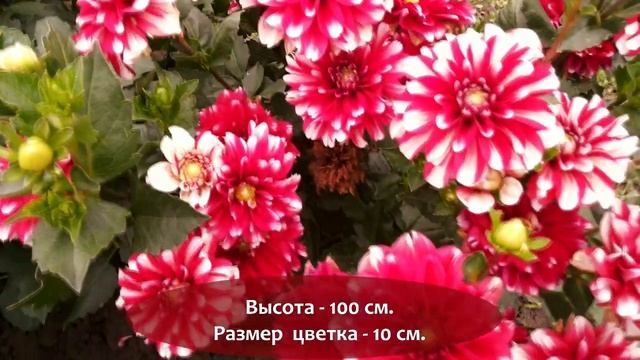 Осенняя распродажа корней георгин ⫷◆⫸ Для жителей Украины смотреть онлайн
