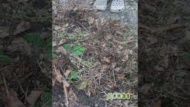 ???Первую подкорку клубники, делаю азотными удобрениями (селитра, мочевина, азофоска). смотреть онлайн