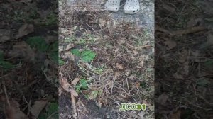 ???Первую подкорку клубники, делаю азотными удобрениями (селитра, мочевина, азофоска).