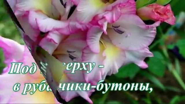 ГЛАДИОЛУС смотреть онлайн
