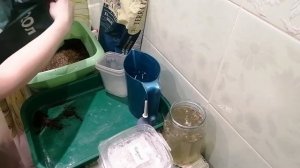 ГОЛУБАЯ ЕЛЬ. ПОСЕВ СЕМЯН. Пошагово и с результатом.