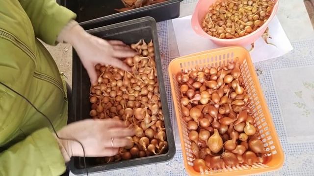 # 247КУПИЛИ ДОМ НА ЮГЕ/ВОПРОС ПРО ЗАБОР/ДОКРАСИЛА СКАМЕЙКУ/ПОСАДИЛА ЛУК смотреть онлайн