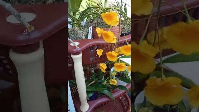 Dendrobium aggregatum / lindleyi смотреть онлайн