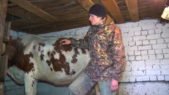 Обзор нашего хозяйства и рассказ про Айширскую корову смотреть онлайн