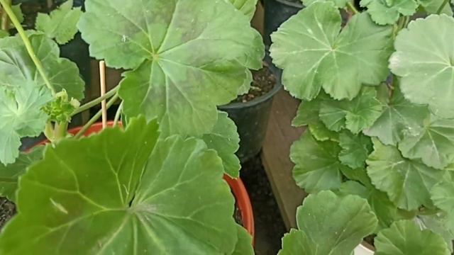 ЗАГЛУБИТЕ ПЕЛАРГОНИЮ ПРИ ПОСАДКЕ СПЕЦИАЛЬНО!!! смотреть онлайн