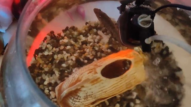 кормление ротана 16.05.23 (вечер), прогноз клёва рыбы для Екатеринбурга и окресностей, не ест! смотреть онлайн