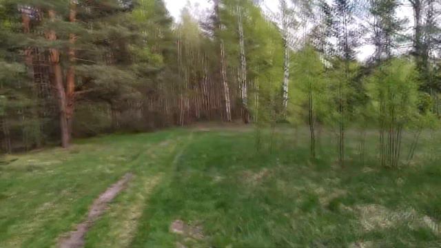 В лесу.Почему люди мусорят?!? смотреть онлайн