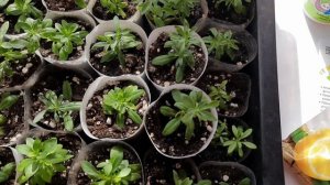 ЖЕЛТЕЮТ ЛИСТОЧКИ У ЧЕРЕНКОВ КАЛИБРАХОА , НА ПОМОЩЬ ЛИМОННАЯ КИСЛОТА.