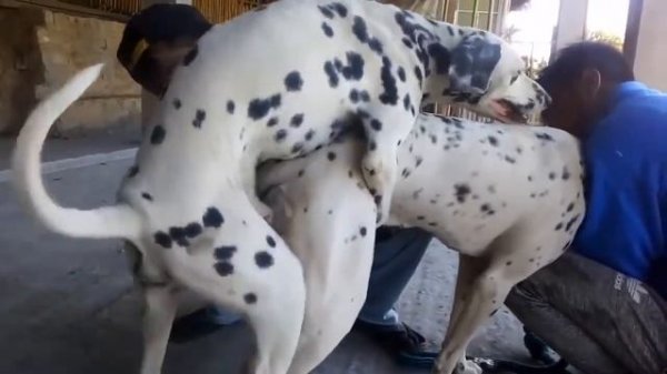 Dalmatian Dog Mating, Dog Breeding. Animal Mating 🐶🐶🔴