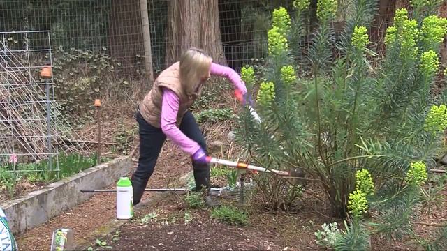 Pruning and Feeding Carpet Roses смотреть онлайн