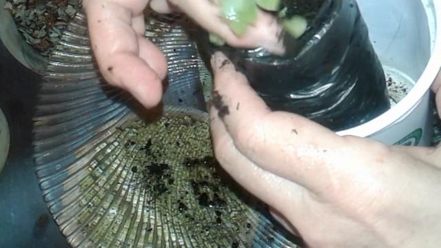 ДЕЛЬФИНИУМ! ПИКИРОВКА! 1 СПОСОБ. смотреть онлайн