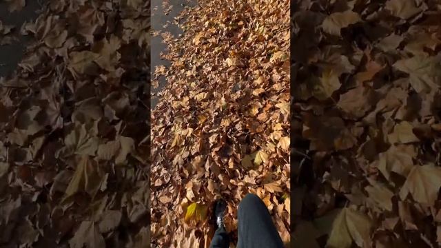 Beautiful path way?? #coventry #garden #path #green #vlog #autumn смотреть онлайн