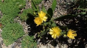 Опунция желтая без колючек