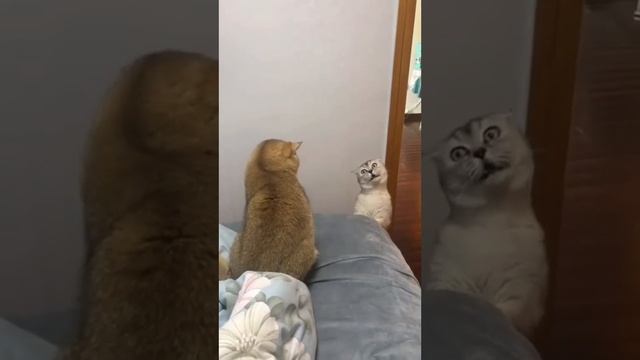 Дорогой, дай да ?? деньги - Дагестанская озвучка @юмор. смотреть онлайн