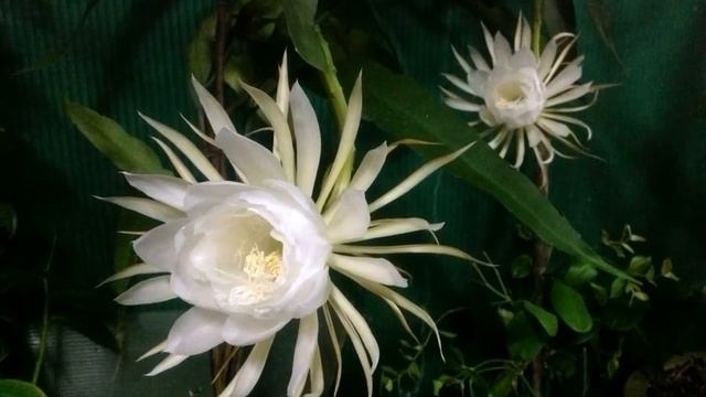 Time-lapse flower bloom смотреть онлайн