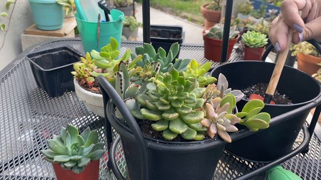 Arreglo de Suculentas | Doble Maceta de Suculentas смотреть онлайн