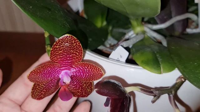 Phal. Mituo Gigan Dragon 'Litchi'