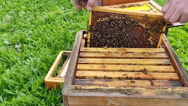 Пасека. 4 мая 2023 года. смотреть онлайн