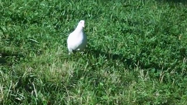 Белый голубь смотреть онлайн