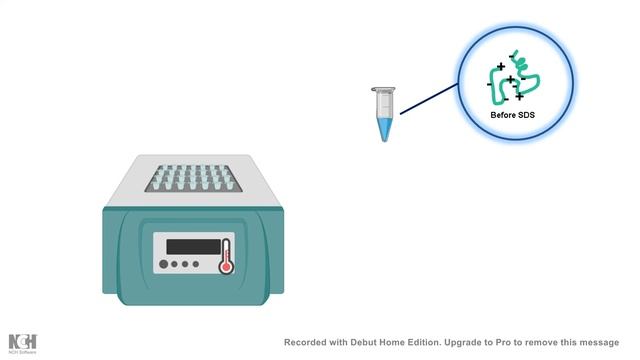 SDS PAGE : How does it works? смотреть онлайн