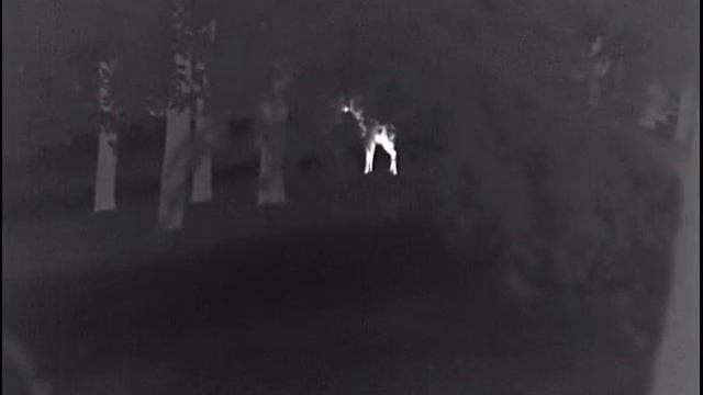 Young Roe Buck, Pulsar Helion XQ38f смотреть онлайн