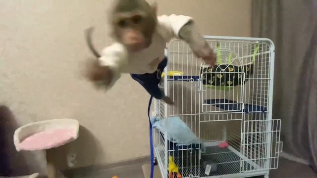 Тимоша и клетка , это не про нас?#обезьяна #тимоша #макака #babymonkey #animals #monyet