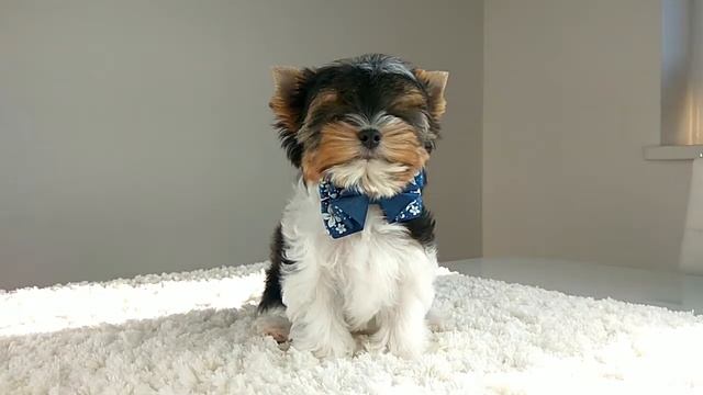 Собаки, самые милые щенки, Бивер-йорк, малыш бэби-фэйс, Йорки, видео о йорках смотреть онлайн