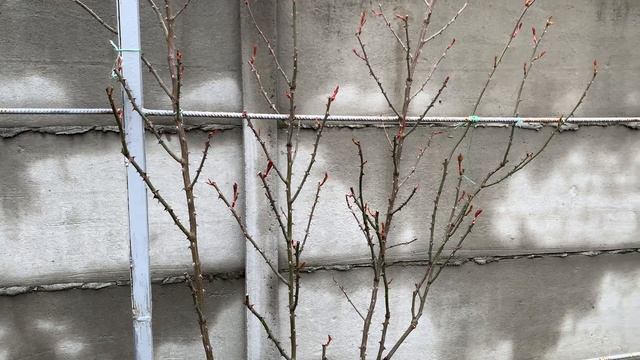 Роза Импрессионист( Rose Impressionist) горизонталить или нет , мой опыт г. Киев 6 апреля 2023 г. смотреть онлайн