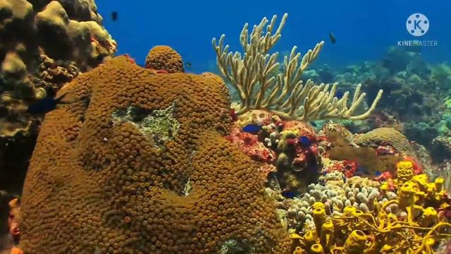 Beautyfull Nature Relex Music, Fish 🐠 Pion Music,[calming Music Good Relexing