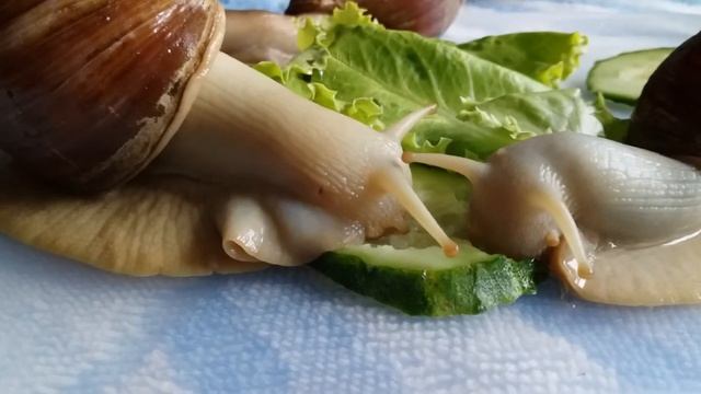 Ахатины. Прогулка улиток. Кладка яиц.