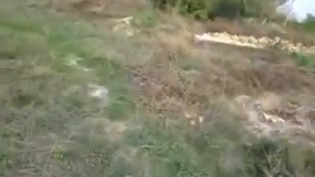 Нежданный рост павловнии в октябре 10 10 2020 смотреть онлайн