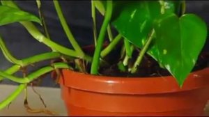 Комнатное растение Сцинапсус или Эпипремнум, уход и размножение