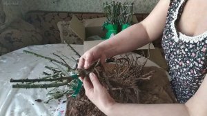 Питомник Сергея Овчарова. Распаковка посылки с розами.