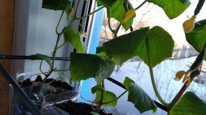 Скоро сбор урожая на подоконнике огурцов Шоша!