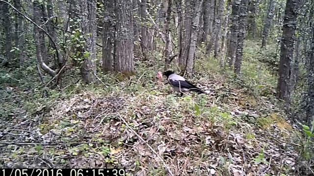 КАК ЗАВТРАКАЮТ ВОРОНЫ смотреть онлайн