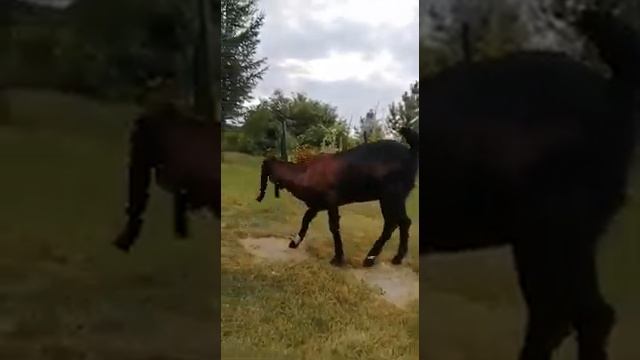 VID 20210802 WA0003 Востояные козы. Beetal (Битал) смотреть онлайн