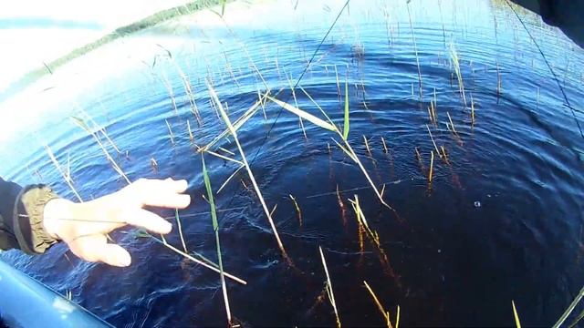 Трофейная щука утащила наживку на палке! Щука на наживку! Капрон трещит! смотреть онлайн