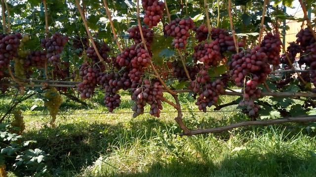 Виноград ТАЛДУН , селекции Михаила Гречко смотреть онлайн
