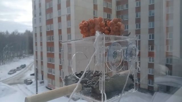 Кормушка для птиц в деле смотреть онлайн