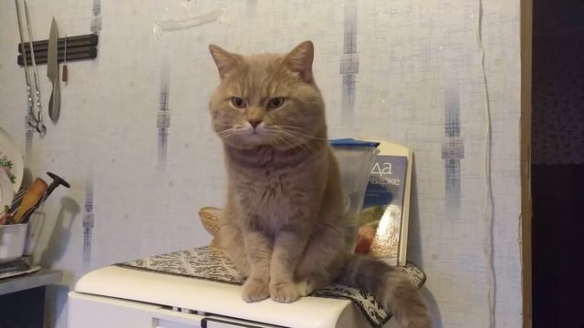 Обманул кота. С первым апреля! Кот говорит 8 марта???? смотреть онлайн