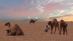 ЗВУКИ ВЕРБЛЮДА | КАКИЕ ЗВУКИ ИЗДАЕТ ВЕРБЛЮД?