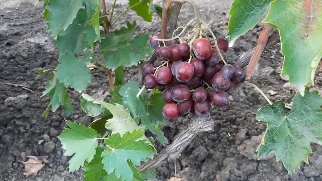 ГФ Винограда СОН АНЖЕЛИКИ (Калугин В.М.) и АЛИНКА (Олейник В.). 13.08.2023г. смотреть онлайн