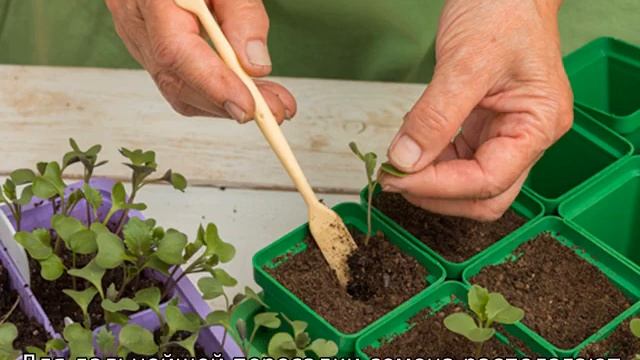 Декоративная капуста: выращивание смотреть онлайн