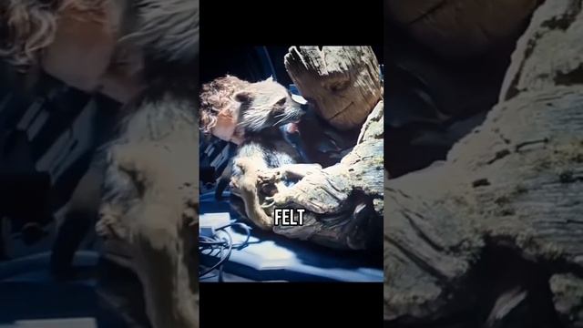 This is why Rocket & Nebula are SO CLOSE in Guardian of the Galaxy Volume 3 смотреть онлайн