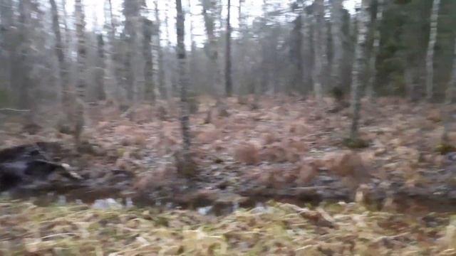 Поймал бобра ещё живым . Охота на бобра капканоми и петлями. смотреть онлайн