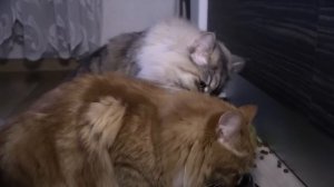 Сибирские кошки