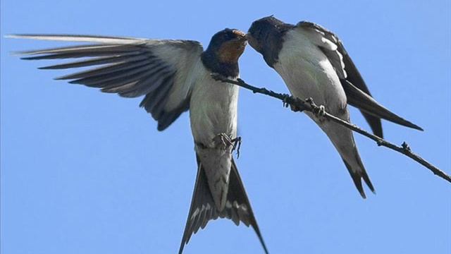 Ласточки над рекой смотреть онлайн