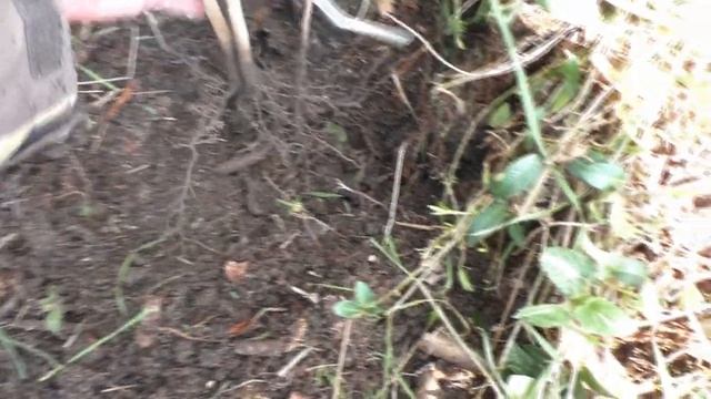 Азимина ,пересадка саженцев. 22 смотреть онлайн